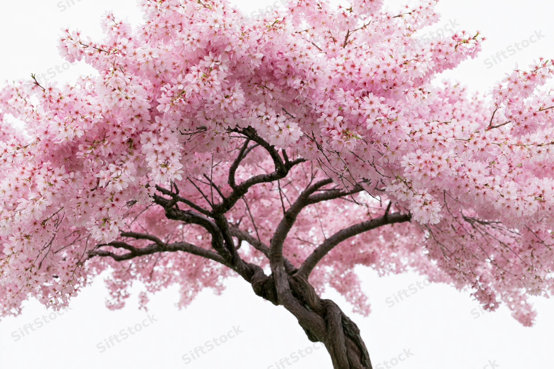 Cherry blossom tree in full bloom with dense pink canopy against white background