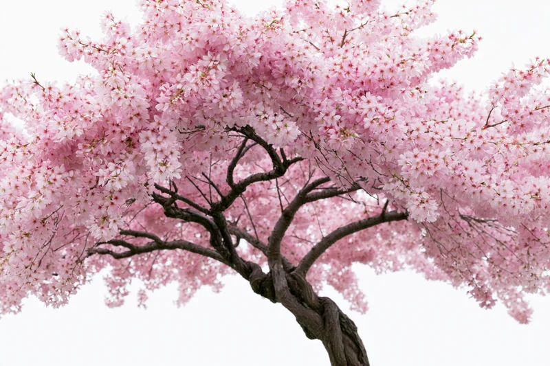 Cherry blossom tree in full bloom with dense pink canopy against white background