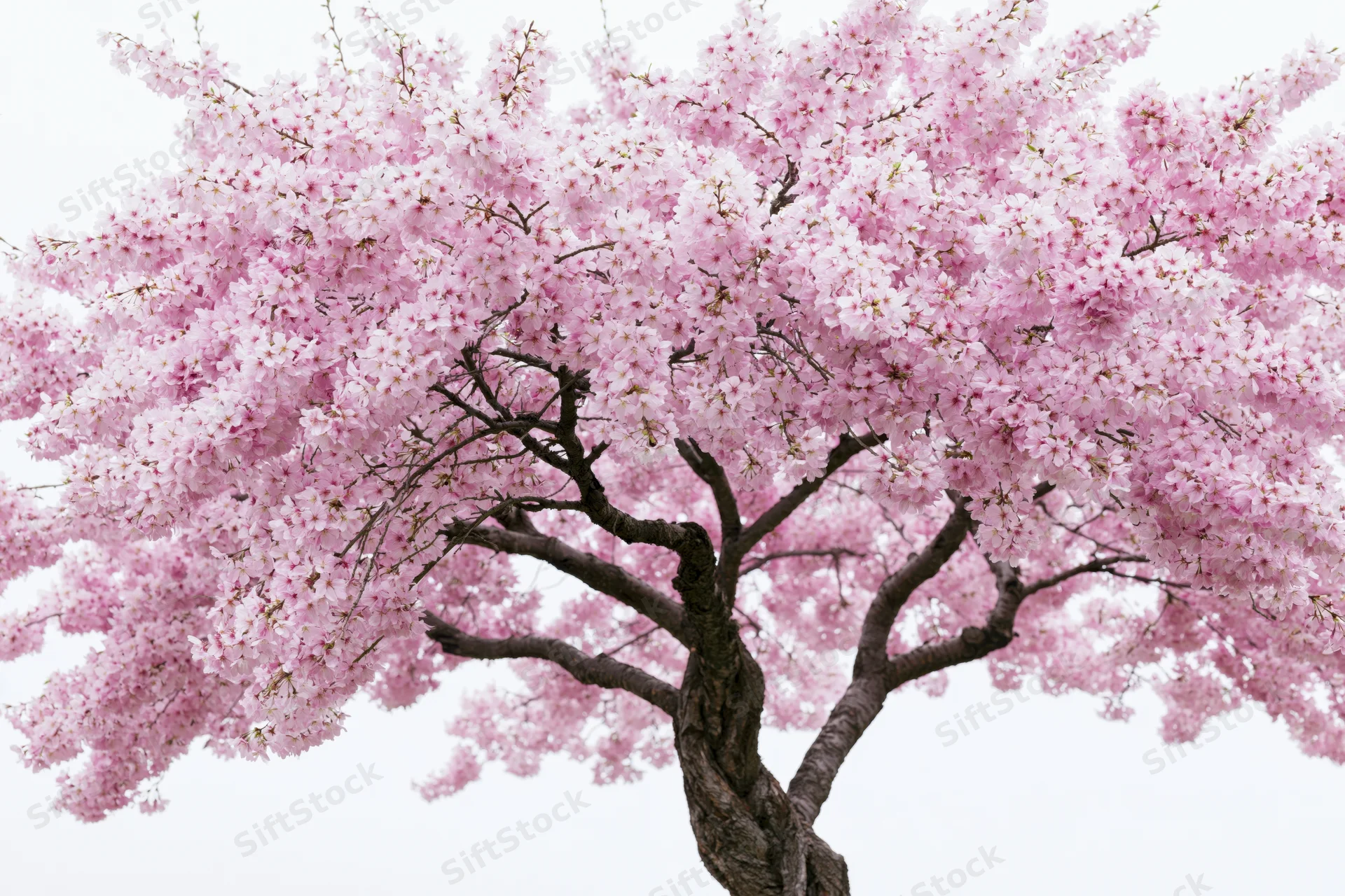 Cherry blossom tree in full bloom against white sky