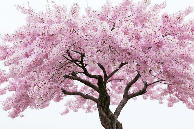 Cherry blossom tree in full bloom against white sky