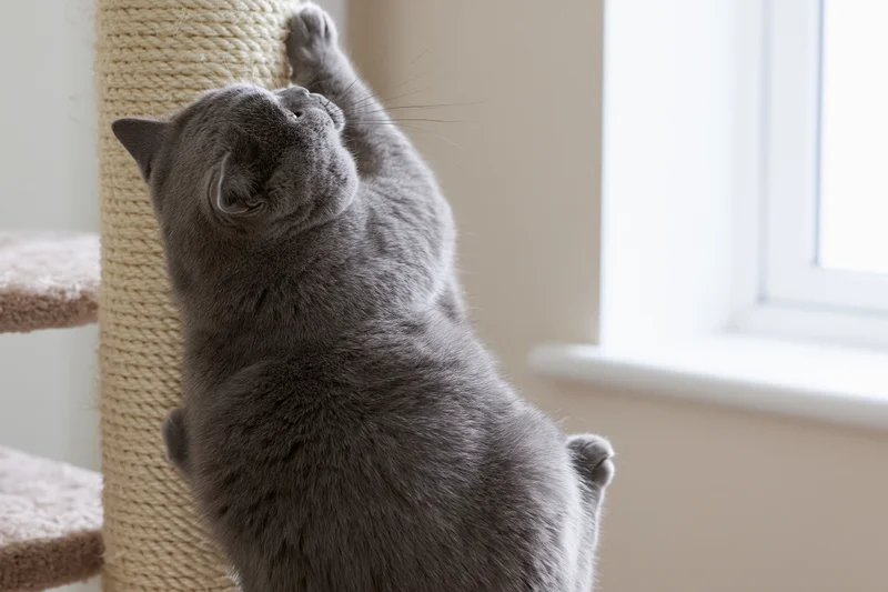 Grey british shorthair cat standing on hind legs scratching sisal post near window
