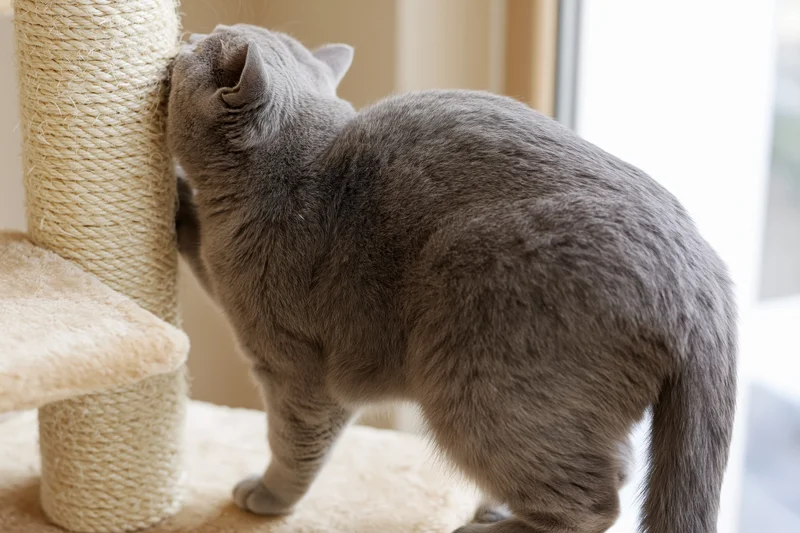 Grey british shorthair cat scratching sisal post indoors near window