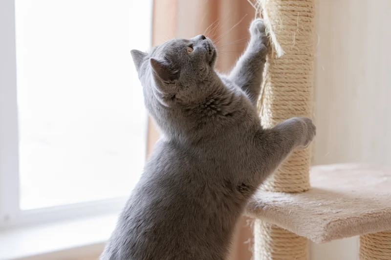 Grey british shorthair cat standing on hind legs scratching sisal post near window in home interior