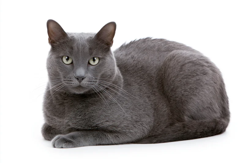 Grey short-haired cat lying in a relaxed loaf pose on white background