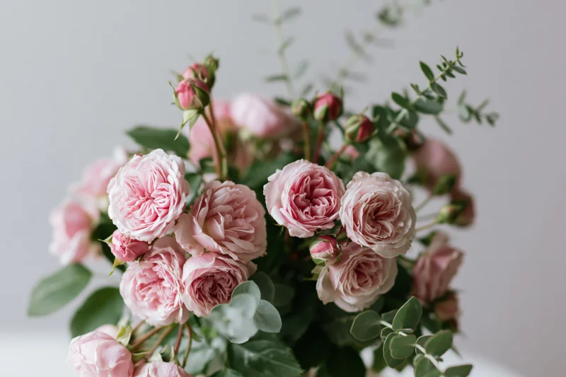 Loose bouquet of pink garden roses with eucalyptus foliage arranged in a soft floral display