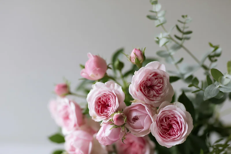 Pink garden roses in a loose bouquet with eucalyptus leaves against a light background