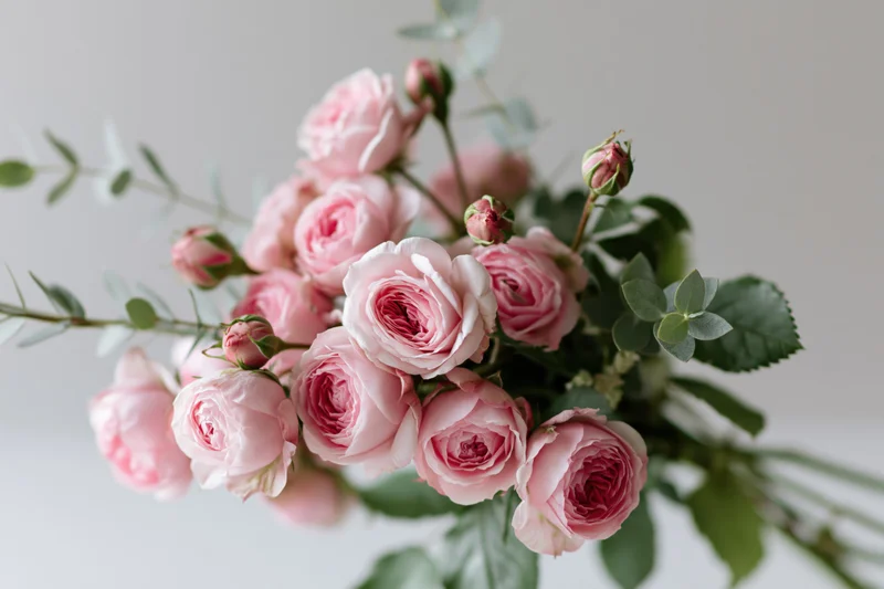Loose bouquet of pink garden roses with green foliage arranged against a white background
