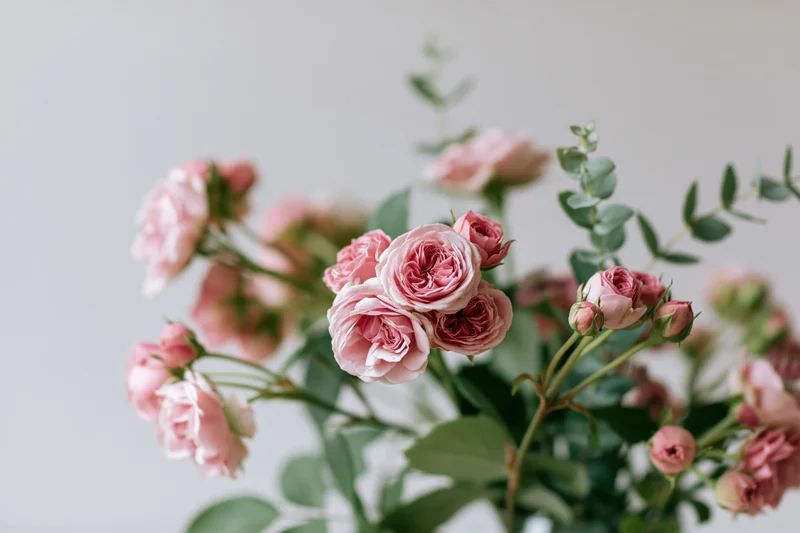 Loose bouquet of pink garden roses with green foliage against a light background