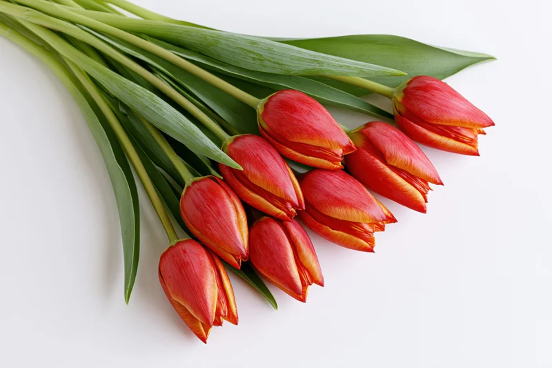 A loose bundle of red tulips with yellow-edged petals arranged on a white surface
