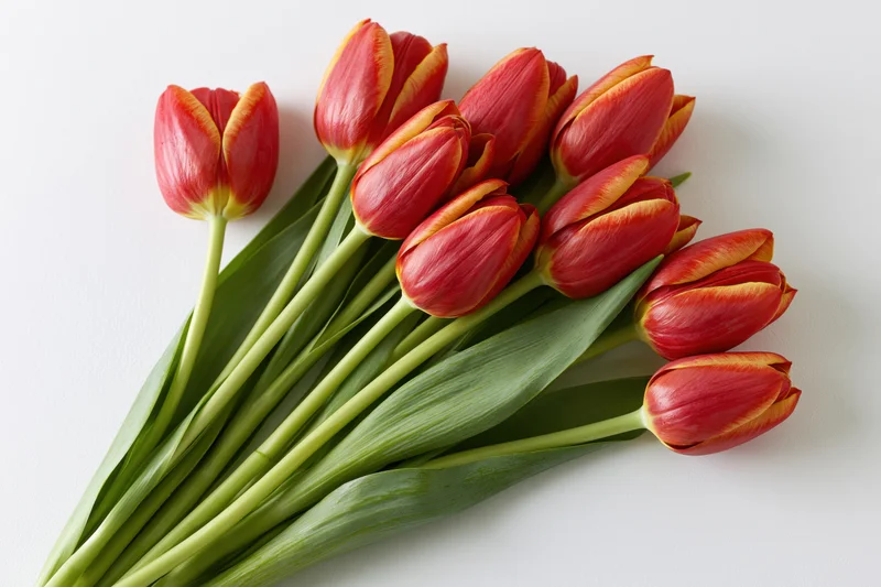 A loose bundle of red tulips with yellow-edged petals arranged on a white surface