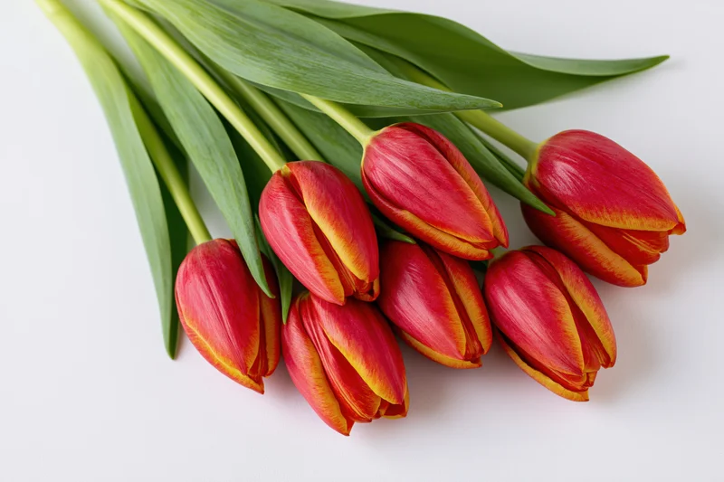 A loose bundle of eight red tulips with yellow-edged petals lying on a white surface
