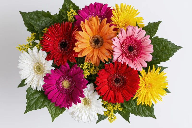 Mixed gerbera daisy bouquet with red orange pink magenta white and yellow flowers on white background