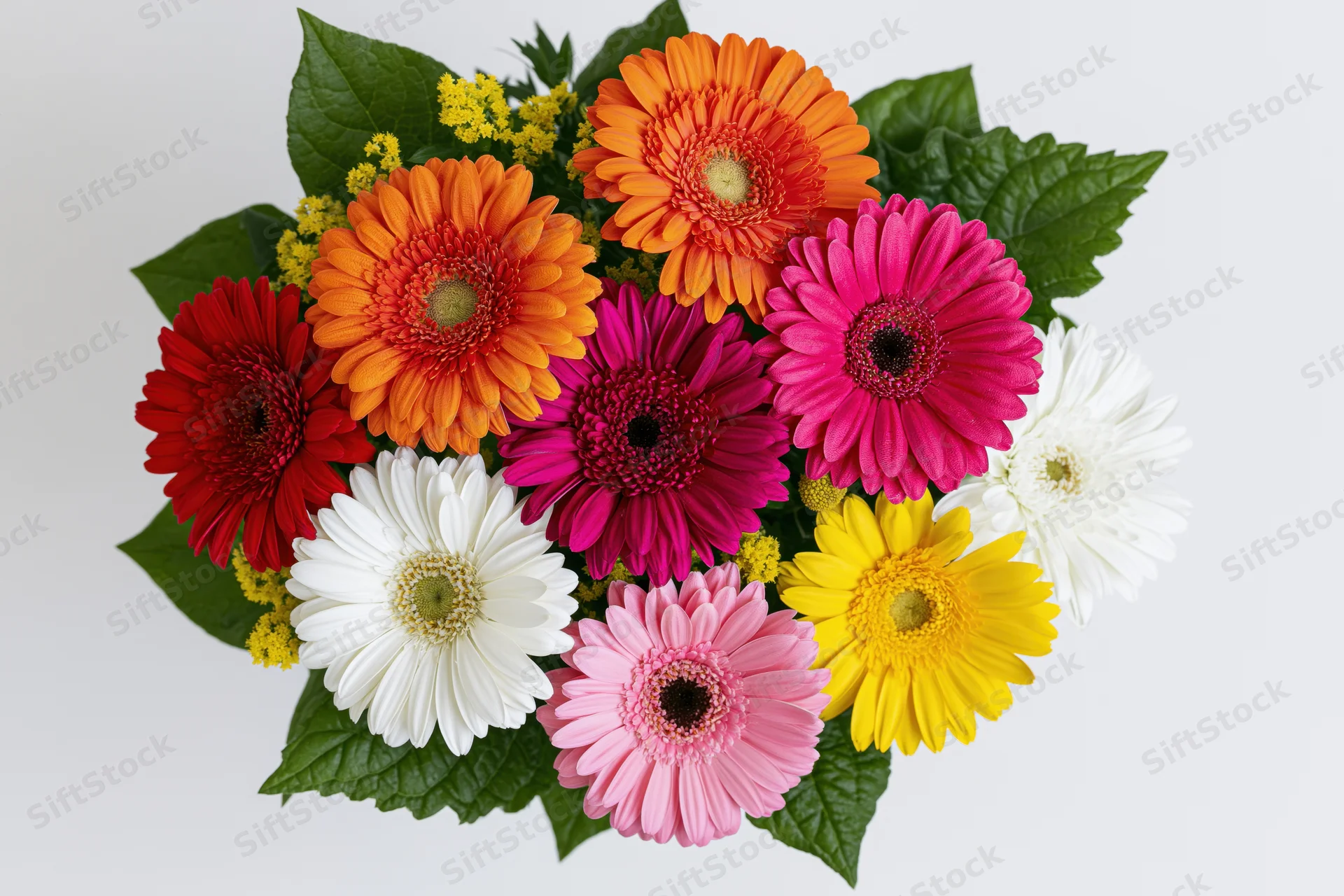 Colorful gerbera daisy bouquet arranged with green leaves on white background