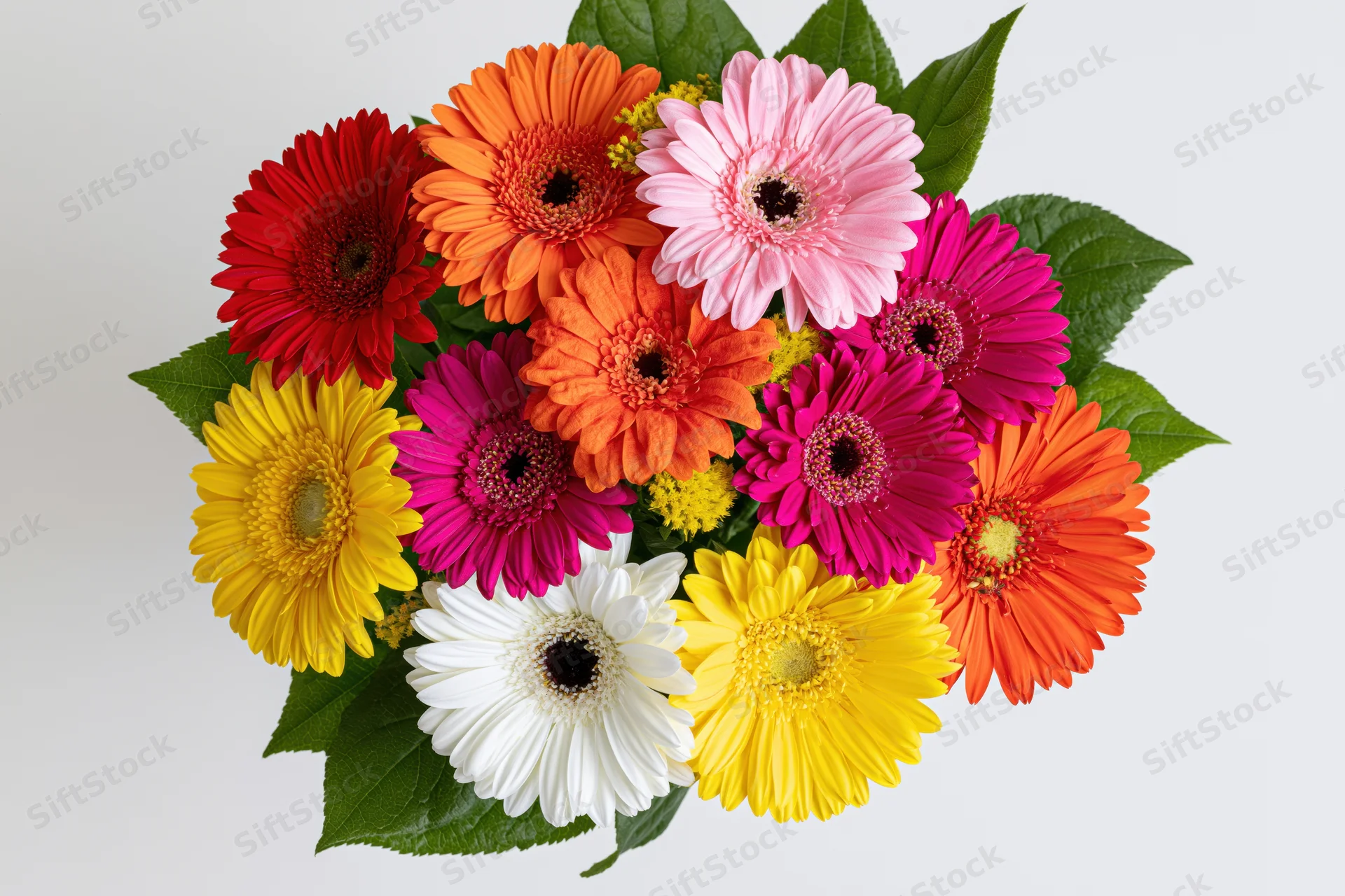 Colorful gerbera daisy bouquet arranged with green leaves on white background