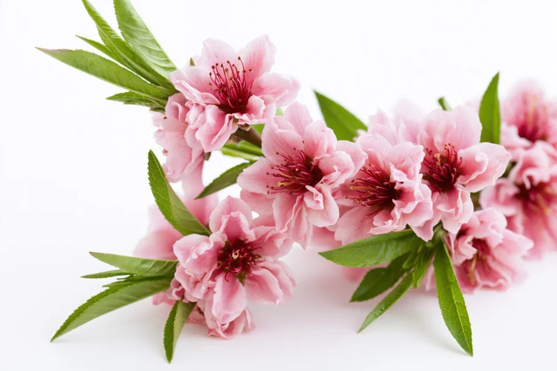 Peach blossom branch with pink flowers and green leaves on white background