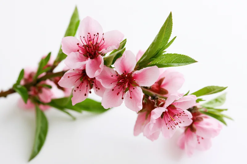 Peach blossom branch with pink flowers and green leaves on white background