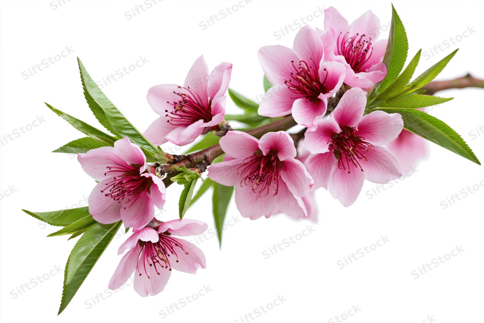 Peach blossom branch with open pink flowers and green leaves on white background