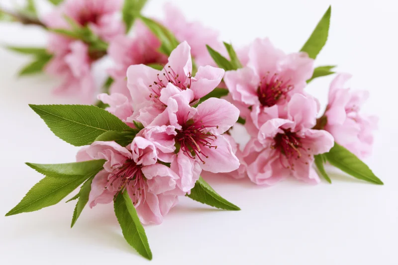 Peach blossom branch with clusters of open pink flowers and green leaves on white background