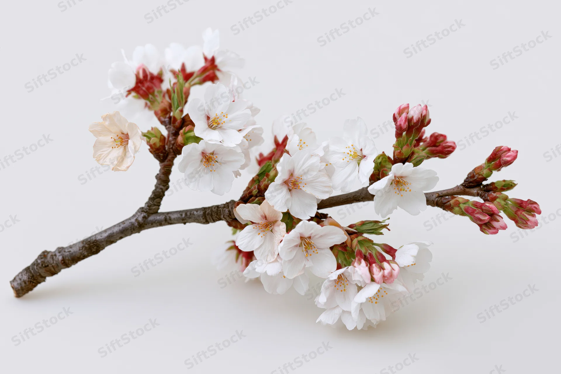 Cherry blossom branch with white and pink flowers blooming on a plain white background