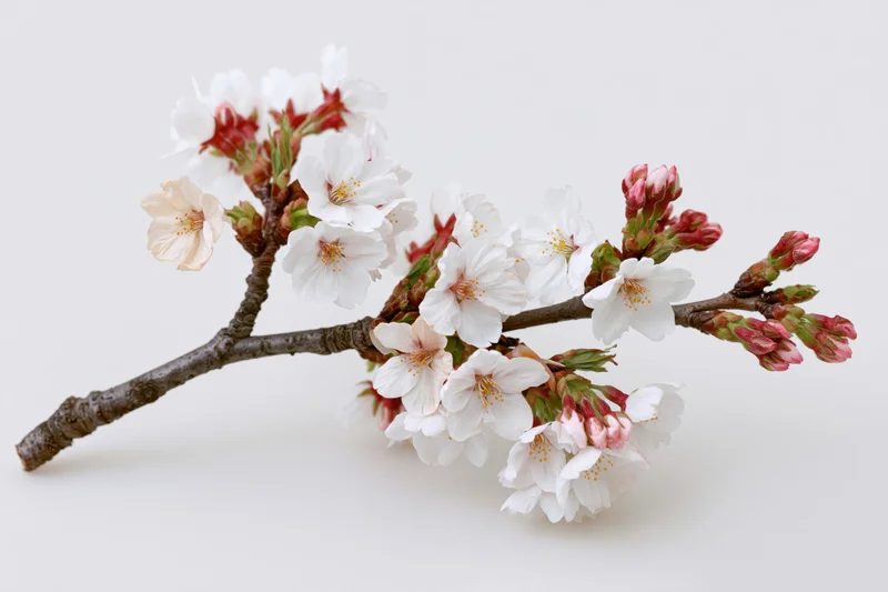Cherry blossom branch with white and pink flowers blooming on a plain white background
