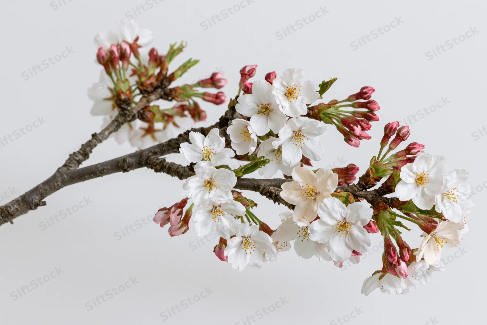 Cherry blossom branch with white and pink flowers blooming against a plain white background