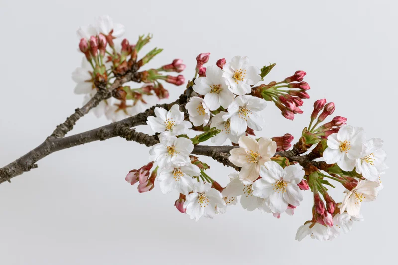 Cherry blossom branch with white and pink flowers blooming against a plain white background