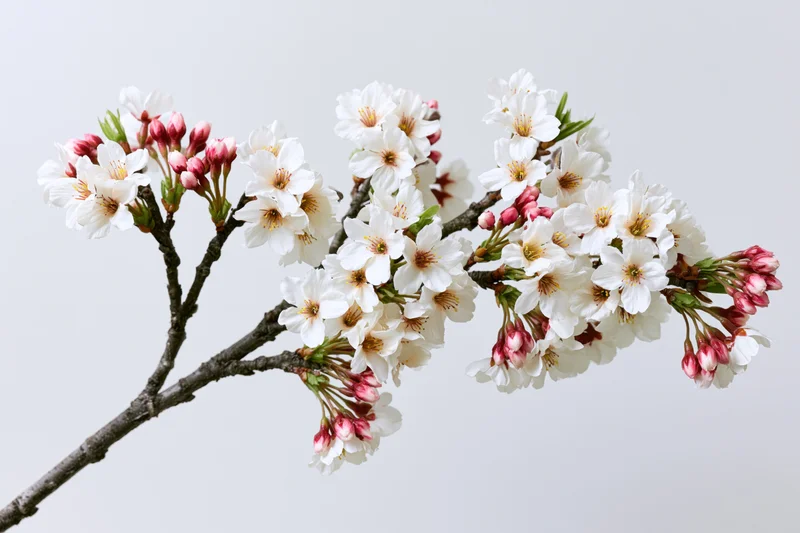 Cherry blossom branch with white and pink flowers blooming against a plain light background