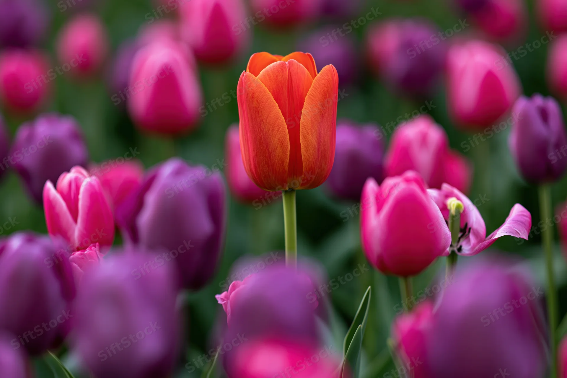 Single orange tulip standing taller among pink and purple tulips in a garden field