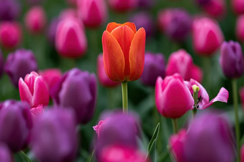 Single orange tulip standing taller among pink and purple tulips in a garden field