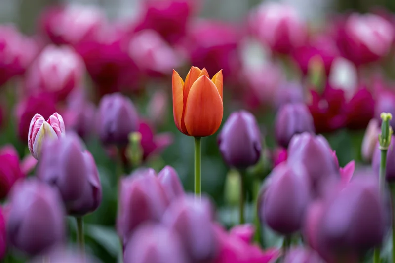 Single orange tulip blooming among pink and purple tulips in a garden