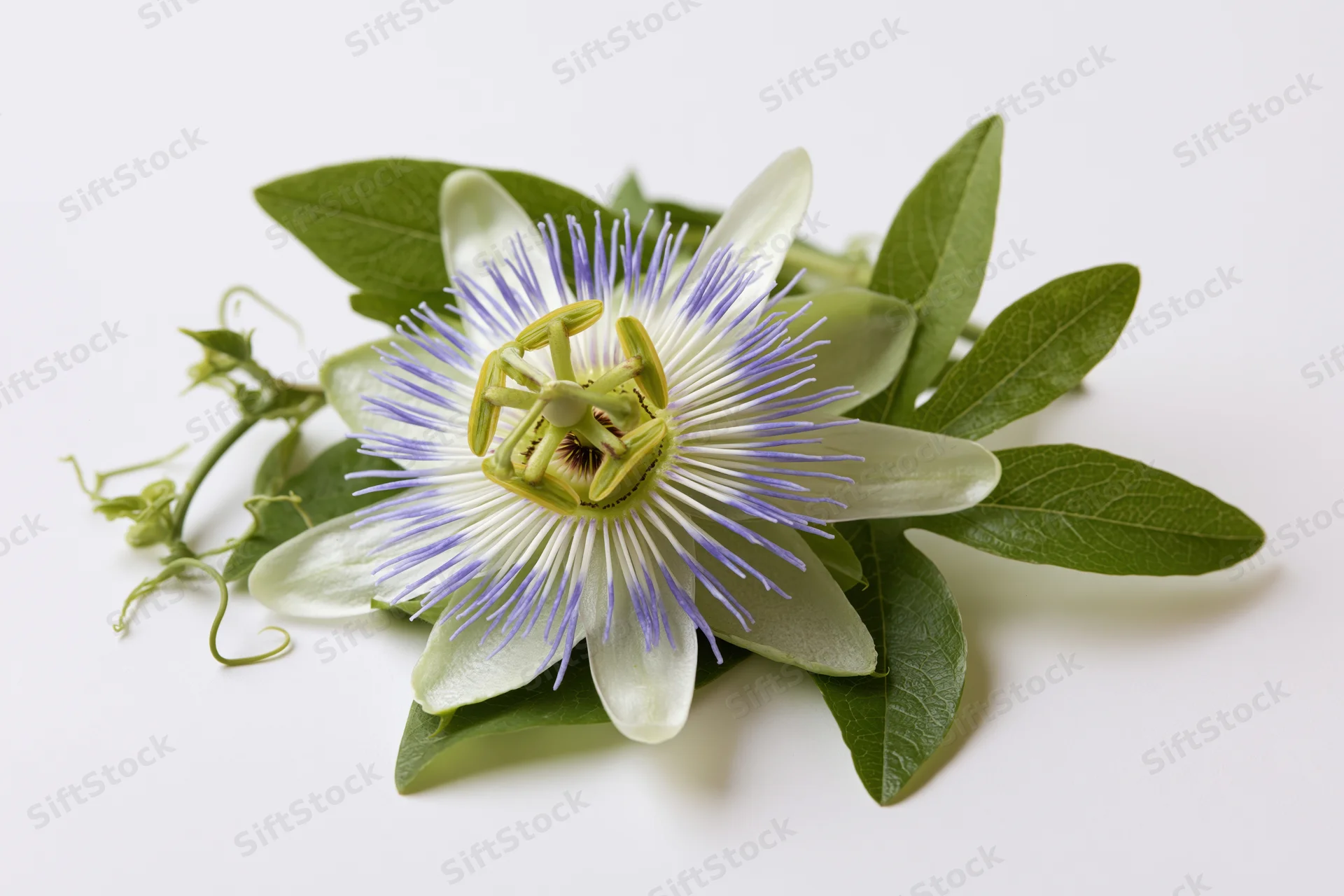 Passionflower bloom with green leaves and tendrils on white background