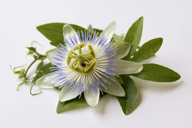 Passionflower bloom with green leaves and tendrils on white background