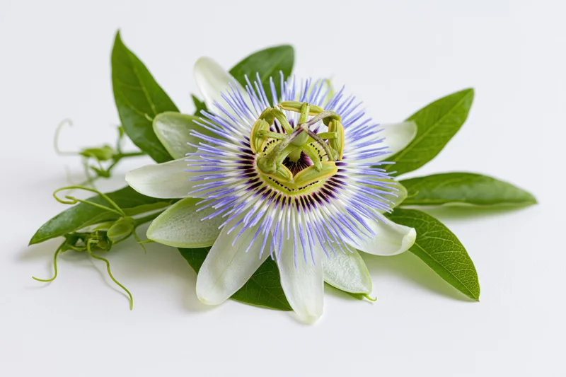 Passionflower bloom with green leaves and tendrils on white background