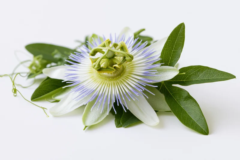Passionflower bloom with green leaves and tendrils on white background