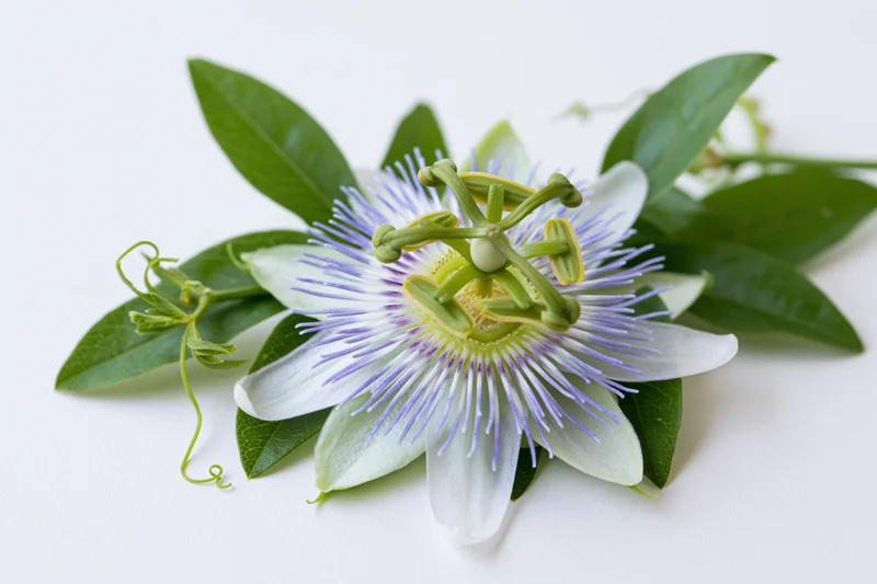 Passionflower bloom with green leaves and tendrils on white background