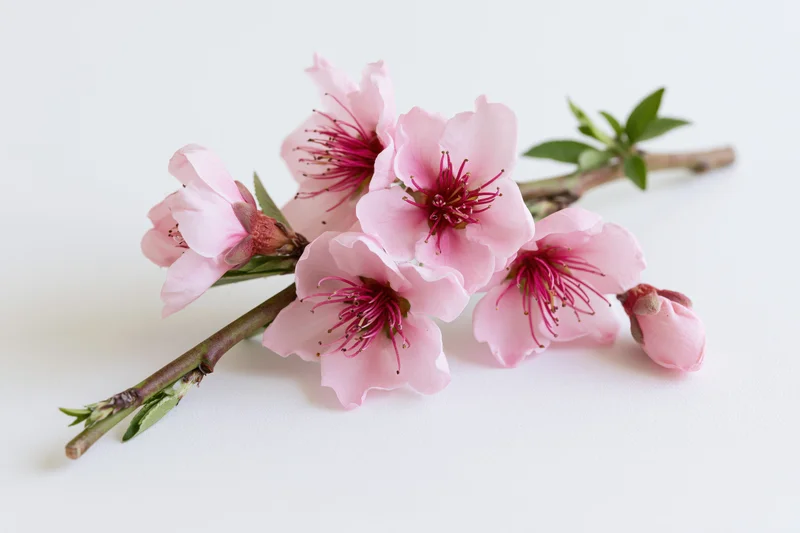Peach blossom branch with open pink flowers and buds on white background