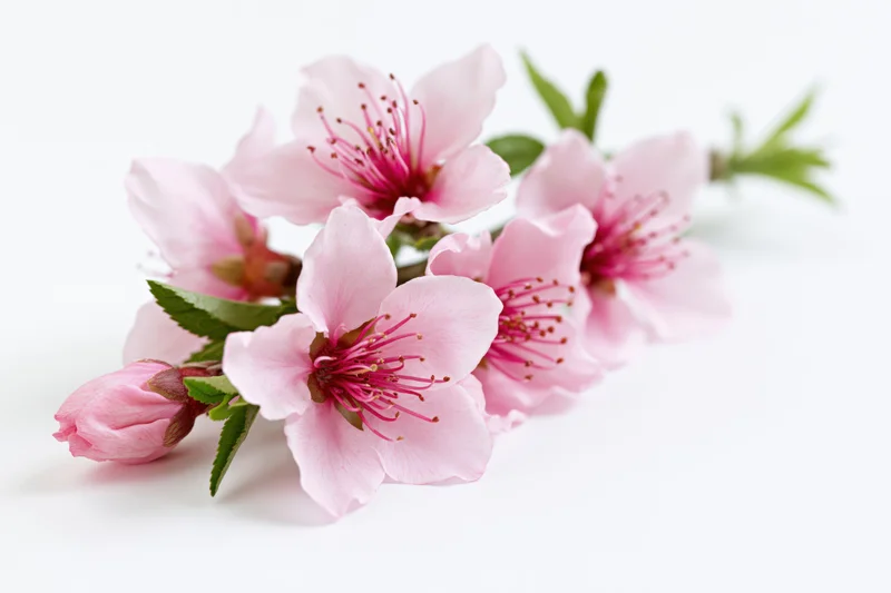 Peach blossom branch with pink flowers and green leaves on white background
