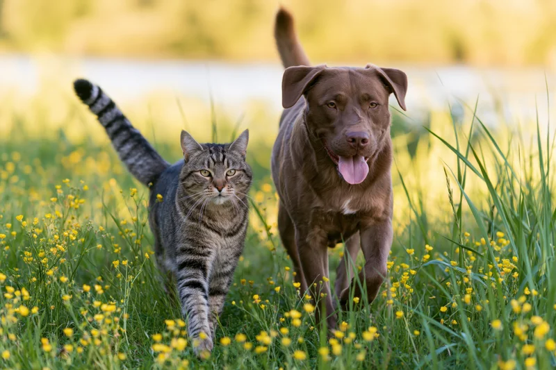 Tabby cat and brown mixed-breed dog walking side by side through a grassy field with yellow flowers