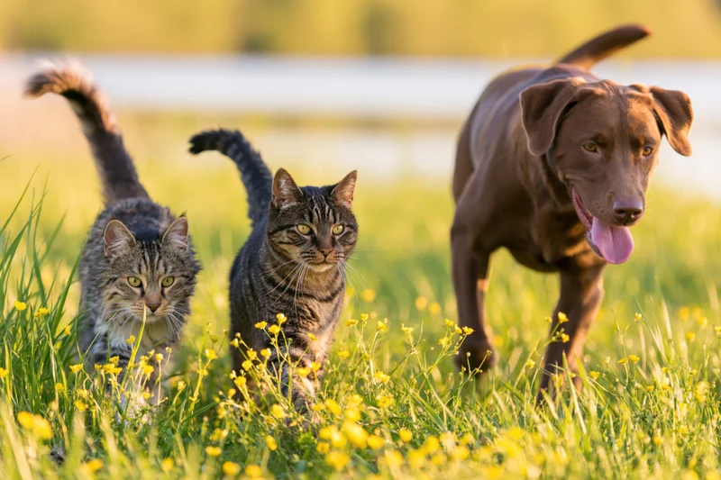 Two tabby cats and a brown mixed-breed dog running through a grassy field with yellow flowers
