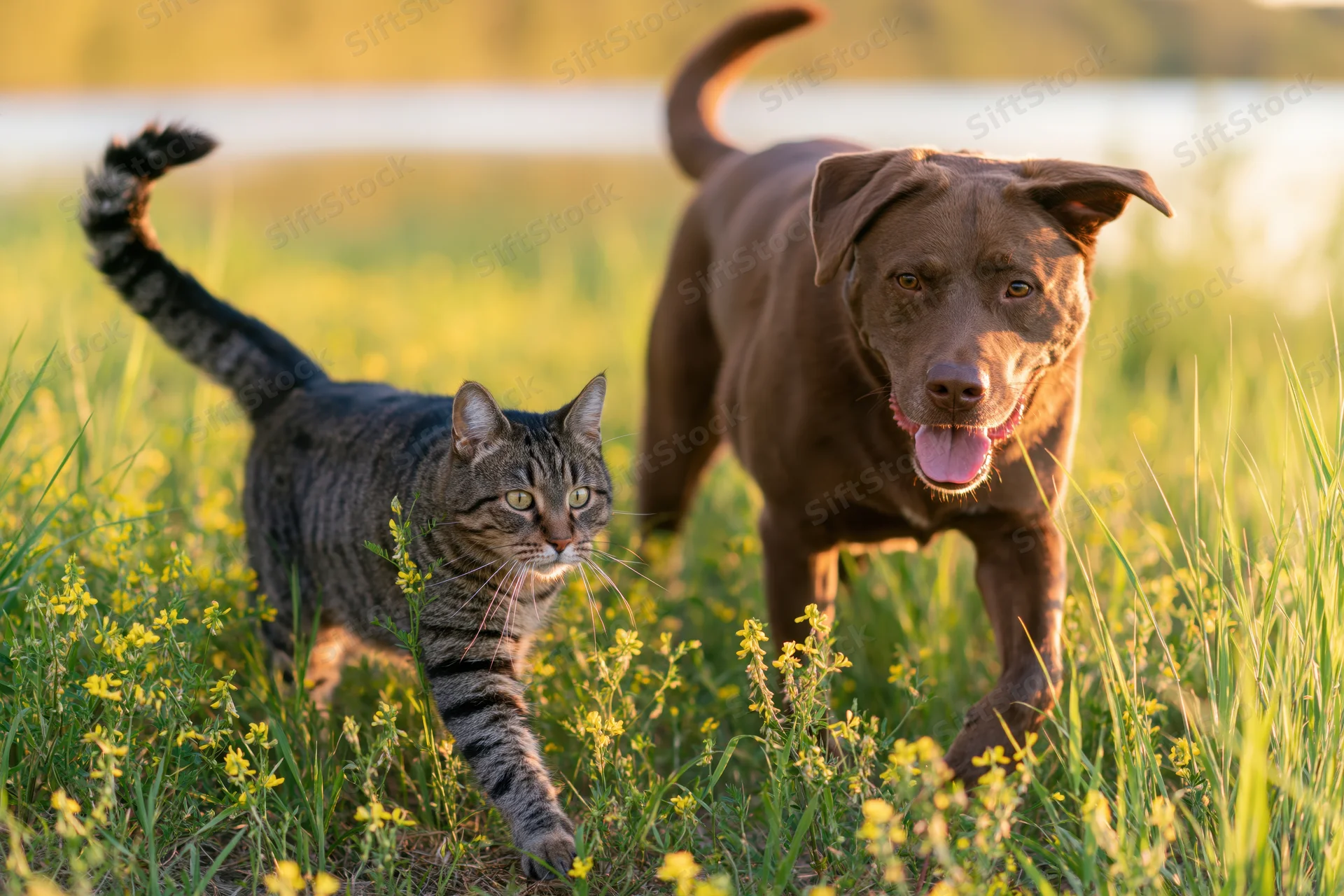 Tabby cat and brown mixed-breed dog walking side by side in a grassy field with yellow flowers
