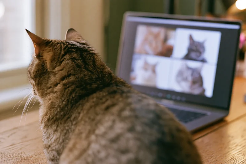 Tabby cat sitting on wooden desk staring at laptop screen showing video of cats