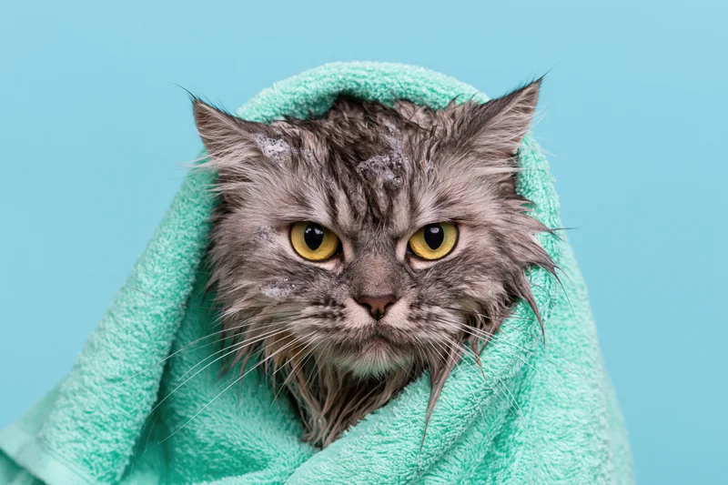 Wet grey tabby cat wrapped in mint green towel against blue background