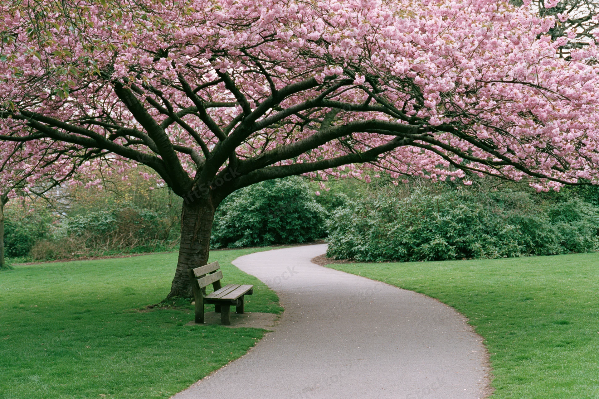 Cherry blossom tree in full bloom over a winding paved path in a public park with a wooden bench beside it