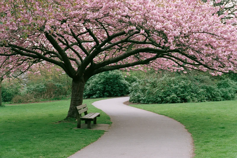 Cherry blossom tree in full bloom over a winding paved path in a public park with a wooden bench beside it