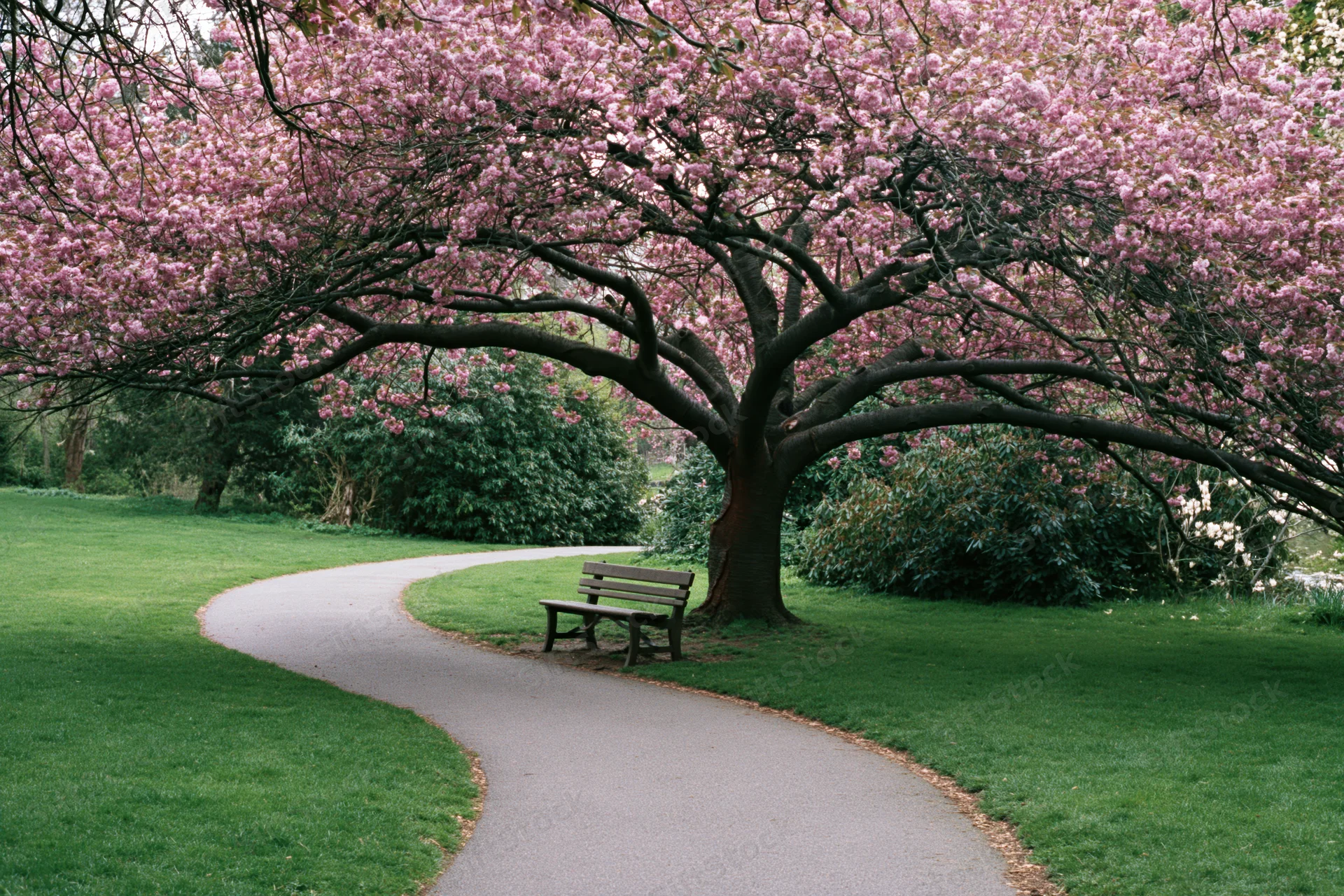 Cherry blossom tree in full bloom beside a winding paved path in a public park with a wooden bench under its canopy