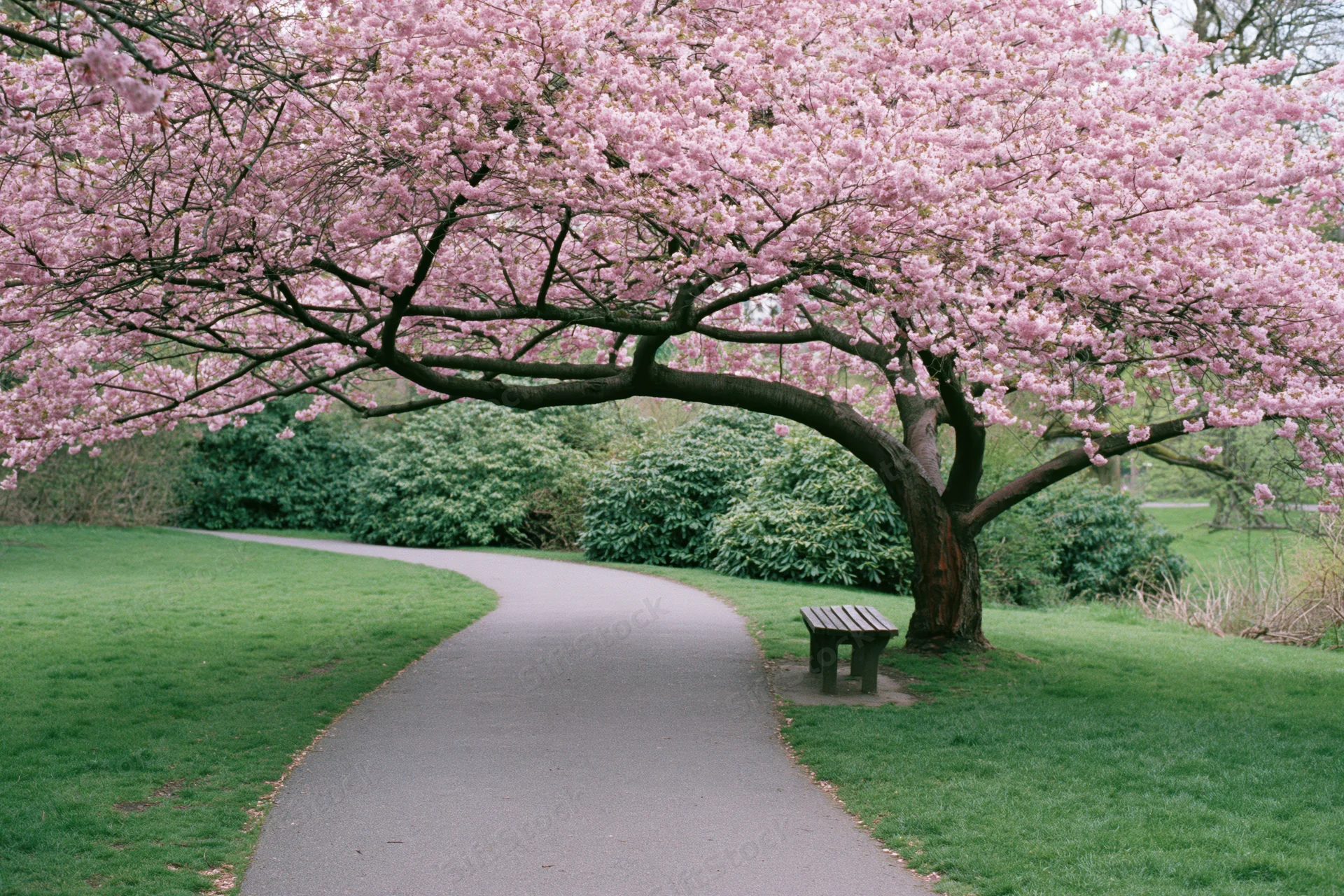 Cherry blossom tree in full bloom over a winding paved path in a public park with a wooden bench beside it