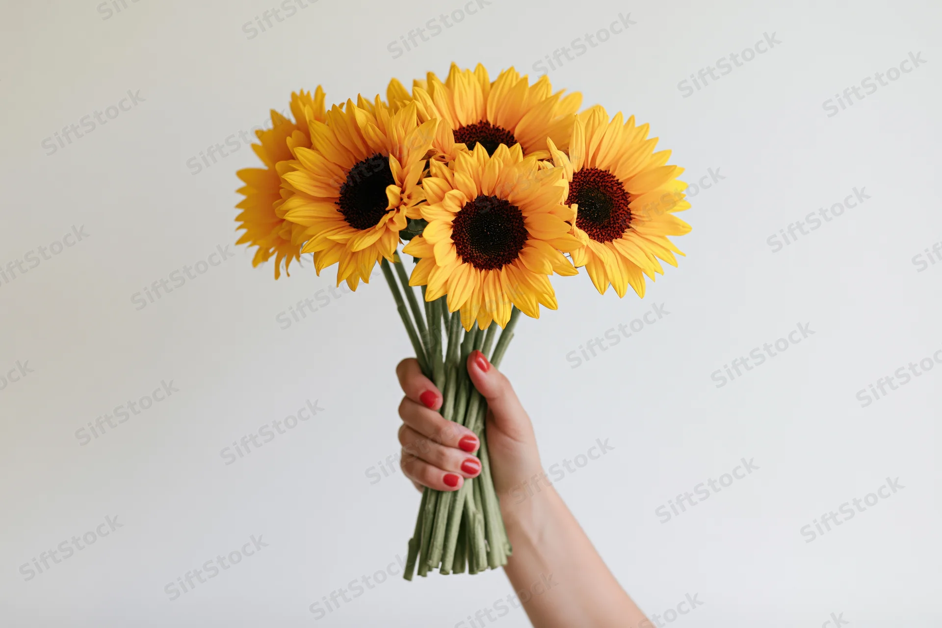 Woman's hand holding a bouquet of sunflowers against a white background