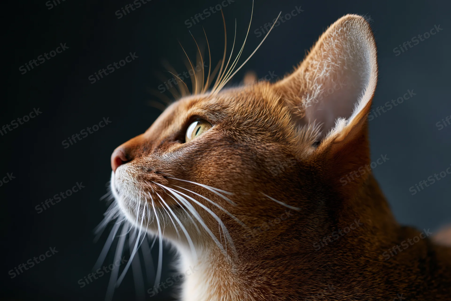Abyssinian cat in side profile gazing upward against dark background