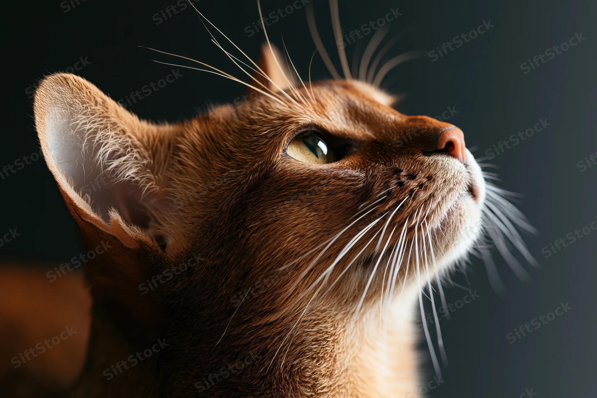 Close-up side profile of an abyssinian cat gazing upward with green eyes and detailed fur against a dark background