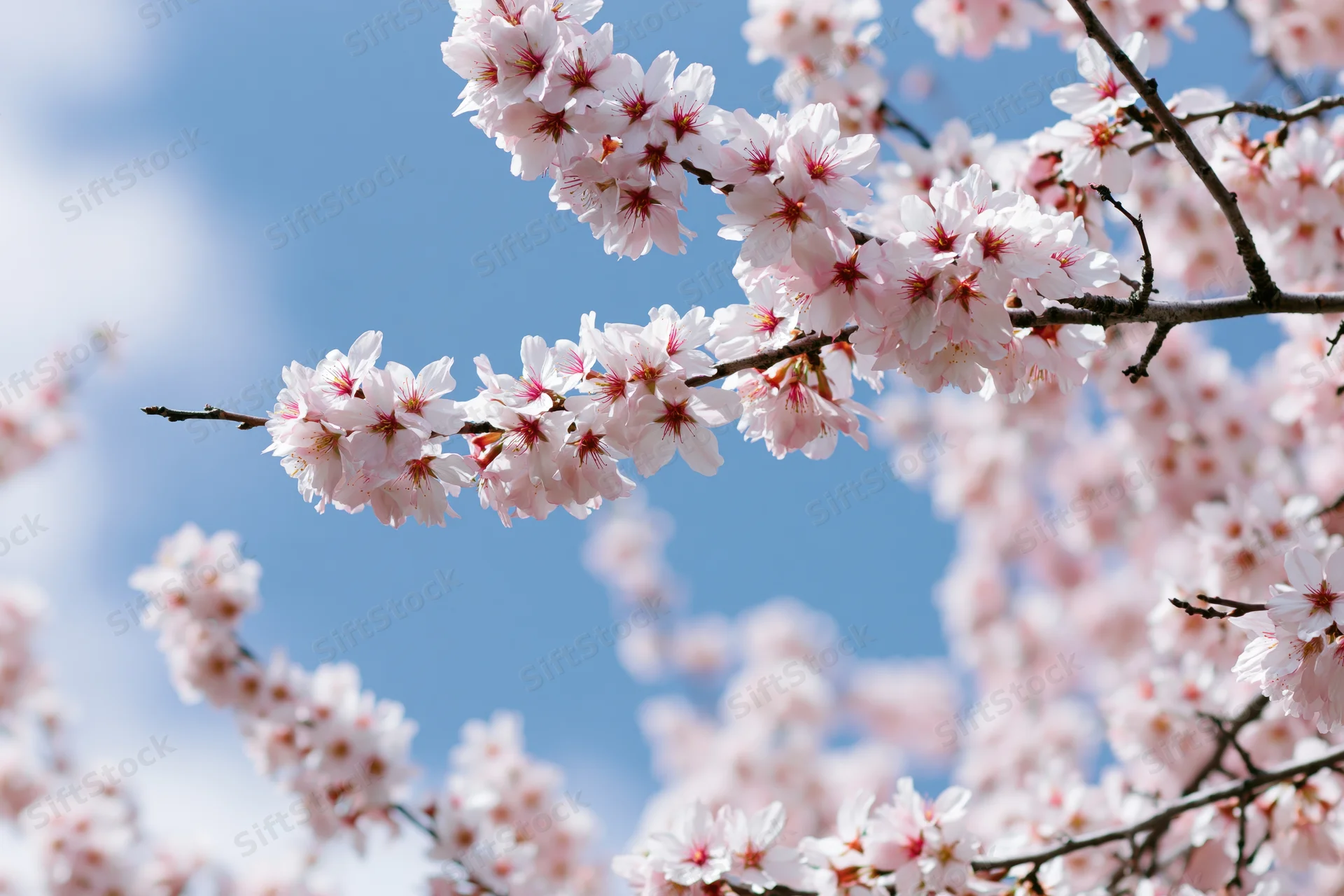 Almond tree branches covered in pale pink blossoms against a blue sky